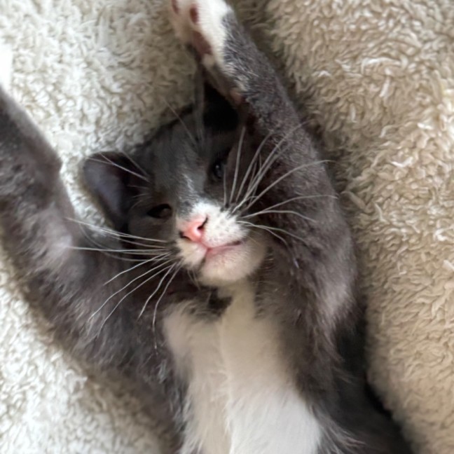 Photo of Memphis 😻🥳💙