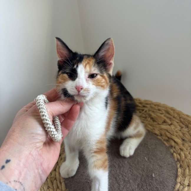 Photo of Coco Meet Me@Petstock Mornington Store Nepean Hwy