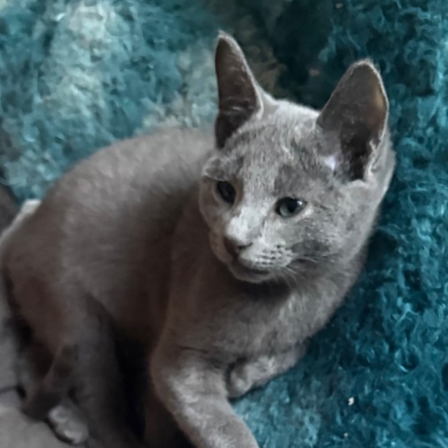 Photo of Dallas 🐶🐾🐶💙