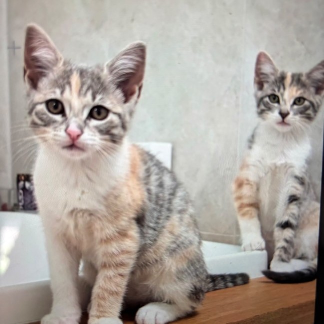 Photo of Moli Meet Me @Petsyock Keysborough Store