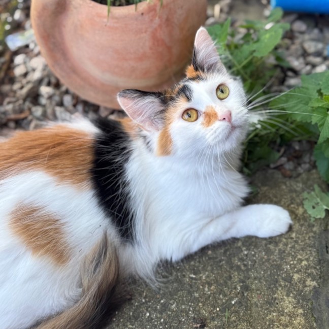 Photo of Miss Lizzie