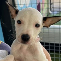 Photo of D1142 Minty