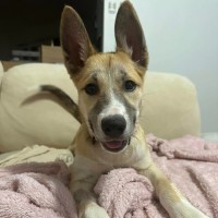 Photo of Vixen