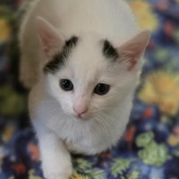 Photo of 🐈🐾 Kittens Galore! 🐾🐈‍⬛