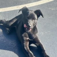 Photo of Trixie 🐶🦄