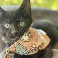 Photo of Jinx   In Foster Care In Cranbourne