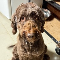 Photo of Flopsy