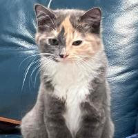 Photo of Pebbles & Flint 