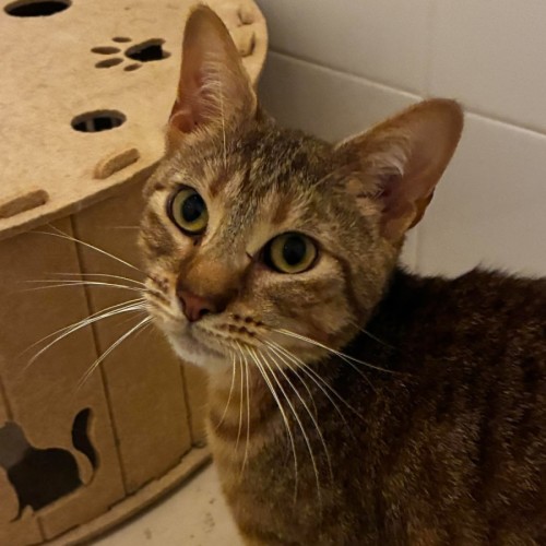 Chesterbelle - Domestic Short Hair (DSH) Cat