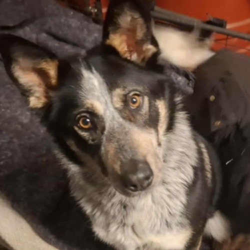 Maple  - Australian Cattle Dog