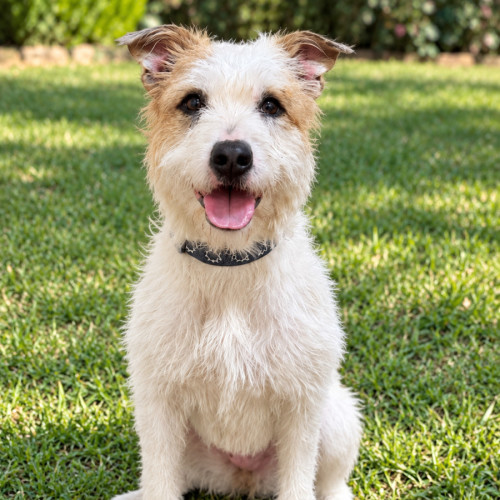 Niamh - Irish Wolfhound x Jack Russell Terrier Dog