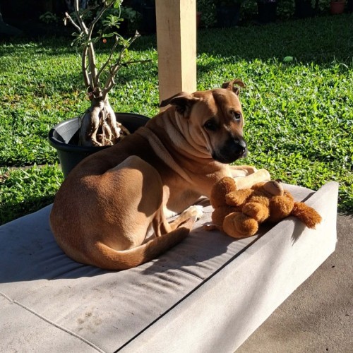 Lexi - Staffordshire Bull Terrier Dog
