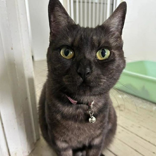 Photo of Hazelnut