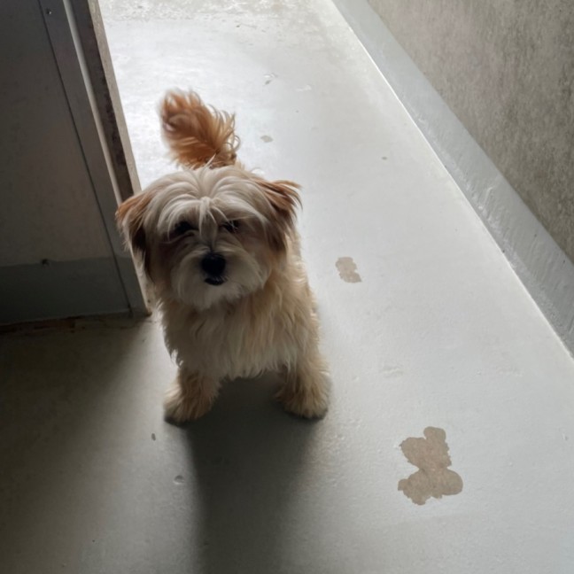 Photo of Romeo