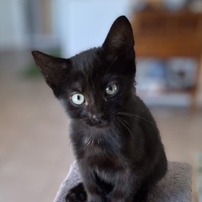 Photo of Blacky