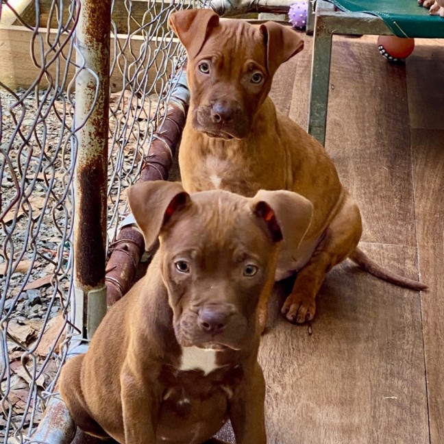 Photo of Futurama Pups