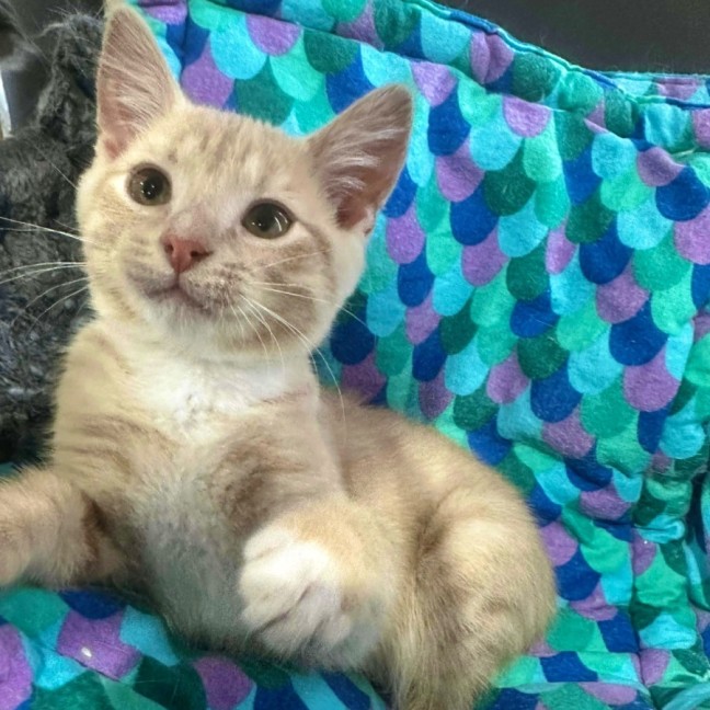 Photo of Annie 🧡   Meet Me @ Petstock Prahran!