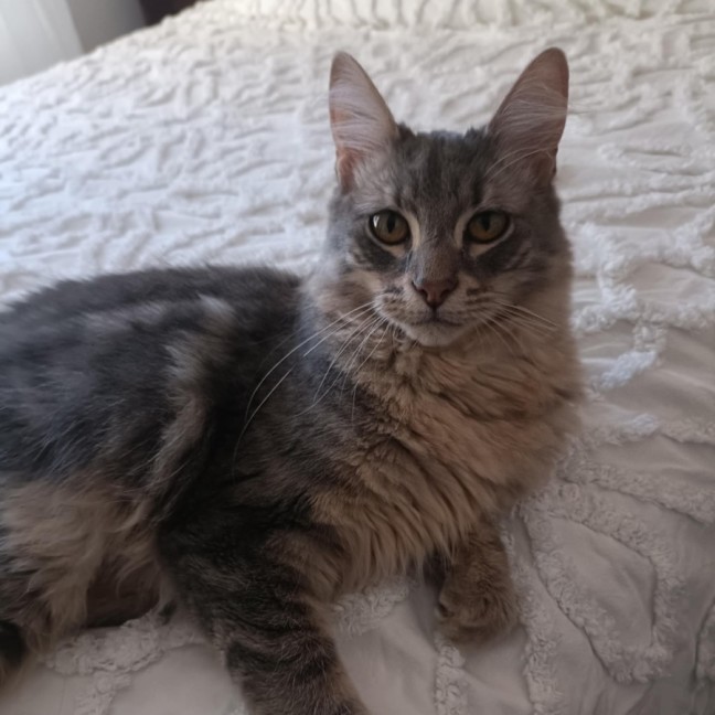 Photo of Tybalt