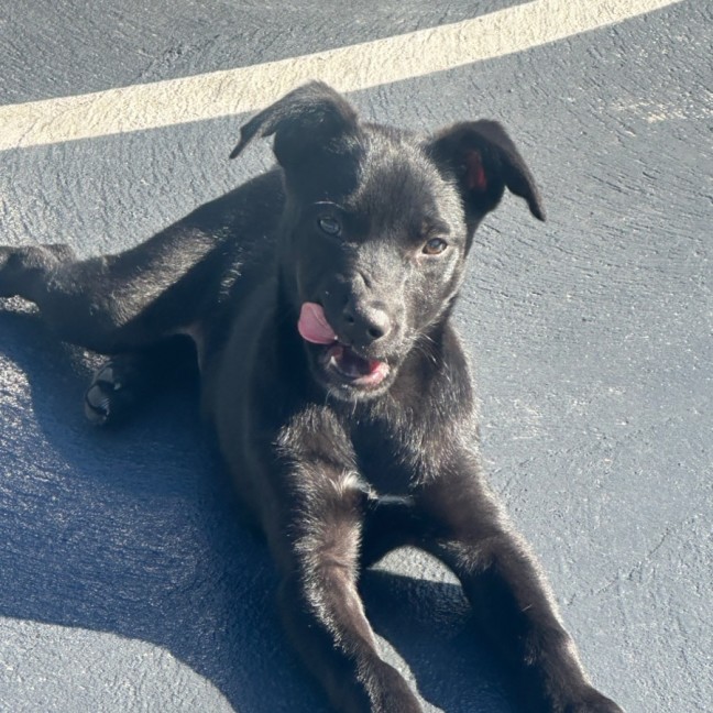 Photo of Trixie 🐶🦄