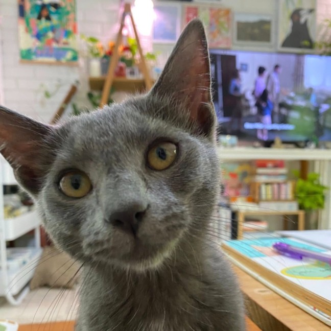 Photo of Mystery Saja