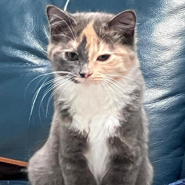 Photo of Pebbles & Flint 