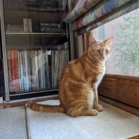 Photo of Quinn, Artemis & Ginge