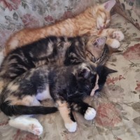 Photo of Princess ** 2nd Chance Cat Rescue**