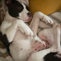 Photo of Hazelnut 