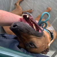Photo of Bear 