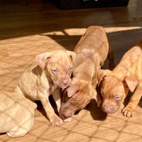 Photo of Futurama Pups