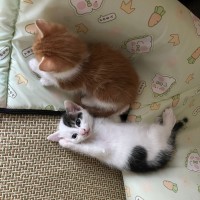 Photo of Marshmallow