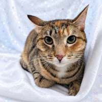 Photo of Mitsuri