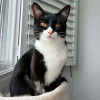 Photo of Sylvie *9 Lives Project Rescue*