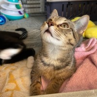 Photo of Darc *Meet Me At Petstock Milperra*