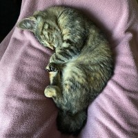 Photo of $300 Mushroom (Roo) 