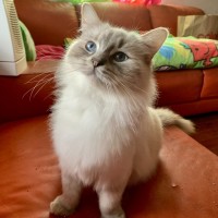 Photo of Sharu