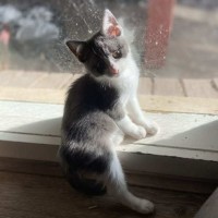 Photo of Karri