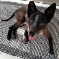 Photo of D1131 Sophie 