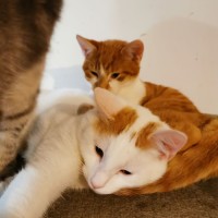 Photo of Bonded Brothers James And Jimmy 