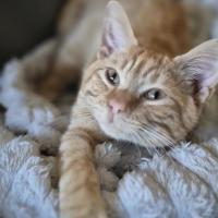 Photo of Roi