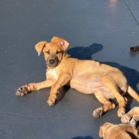 Photo of Kiki 🐶🌺🐶