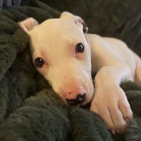 Photo of Bonnie 