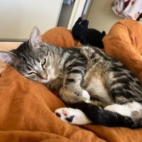 Photo of Milo