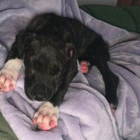 Photo of Badger