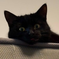 Photo of Stella