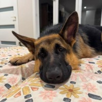 Photo of Alaric