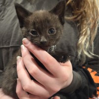 Photo of Seed * 9 Lives Project Rescue*