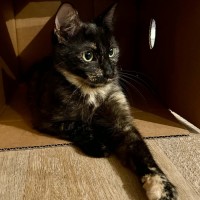 Photo of Biscuit