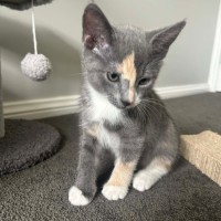 Photo of Meerkat 🐈 