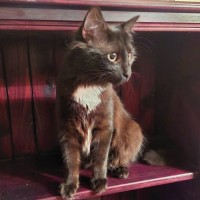 Photo of Kitty Purry